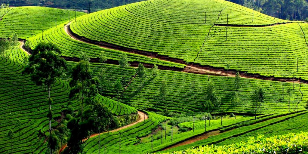Things to do in Munnar